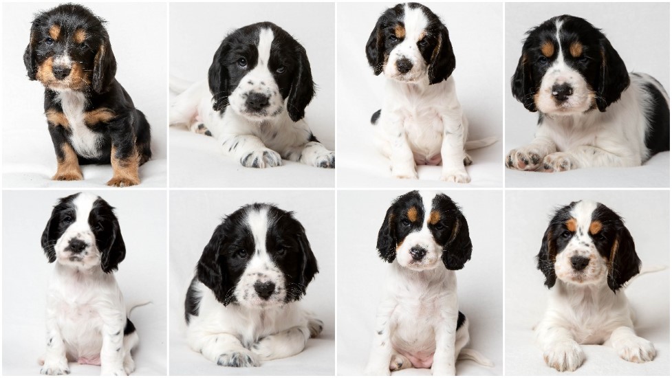 The W litter at eight weeks