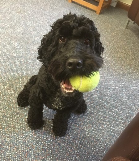 Hearing dog puppy Echo with his favourite toy
