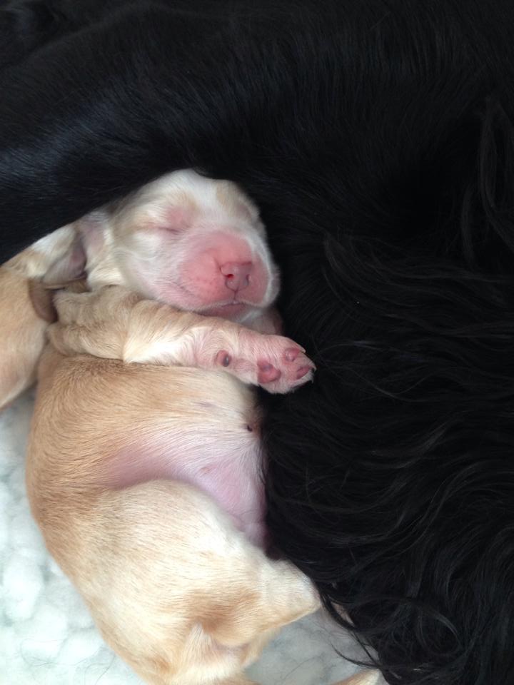 Newborn pup Albert, eyes still closed