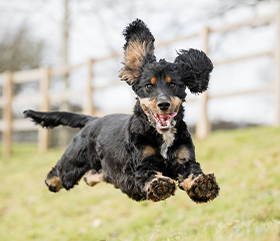 confidence and companion dogs