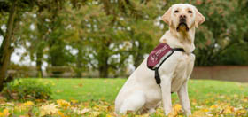 Options for an adult dog