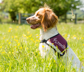 apply for a hearing dog