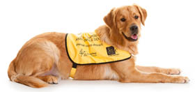 Dual assistance dogs