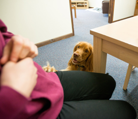 hearing dog alert in training