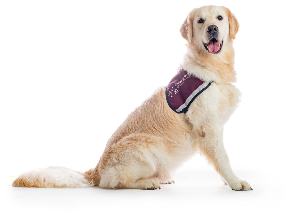 When hearing dog Travis eventually walked through the door, the house suddenly felt calm
