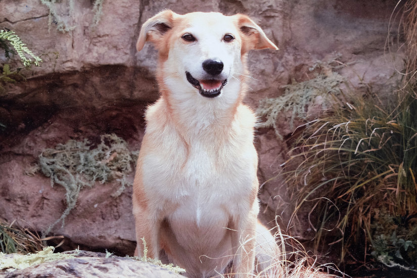 A light furred dog sitting on a log with rocks all around