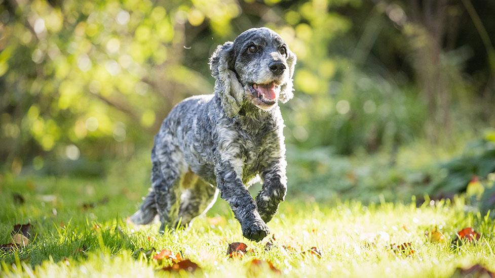 Cocker spaniel Belle is running outside