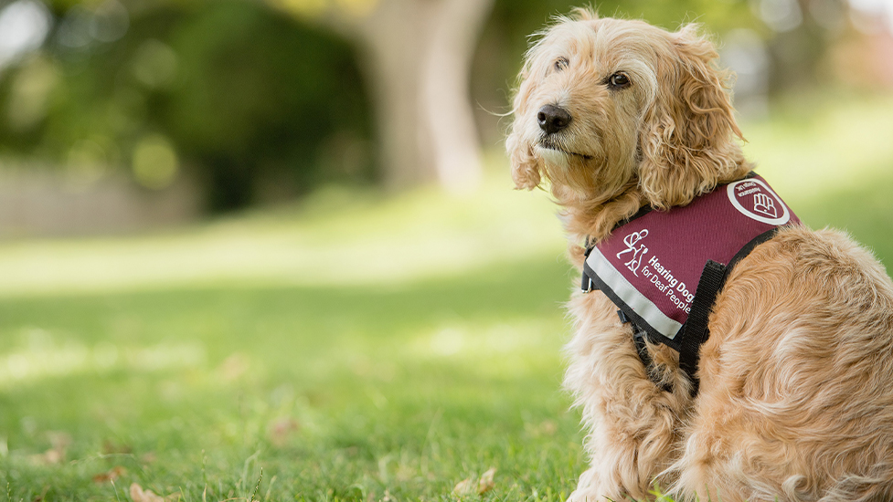Hearing dog Harley