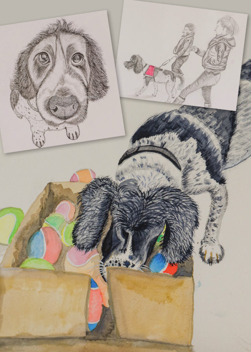 Hand drawn images by pip, one of Gino looking upwards, one of Gino being walked on a lead wearing his burgundy jacket by two women and a large coloured drawing of Gino looking into a box of balls.