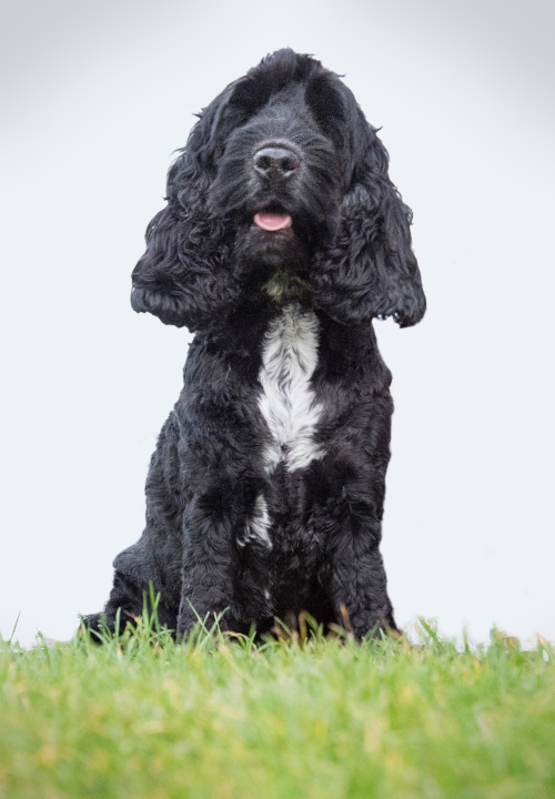 rayane-appeal-christmas-2020-hearing-dogs-3.jpg