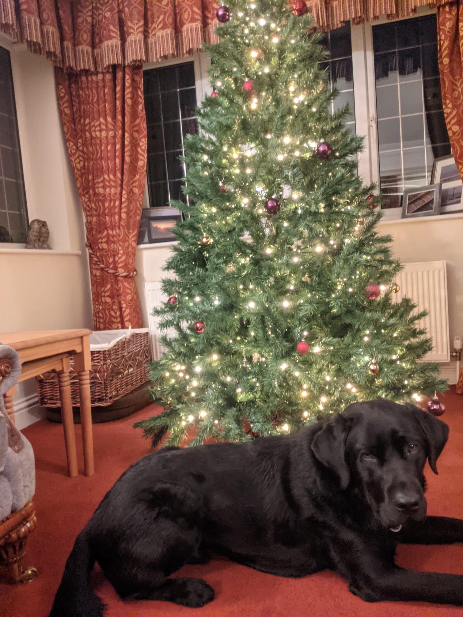Dobby & Tree.jpg