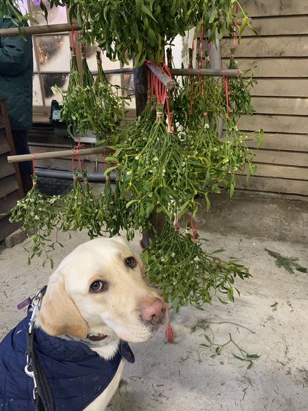 Hollie Gallagher Mistletoe.jpg