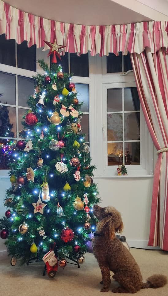 Ziggy & tree2.jpg