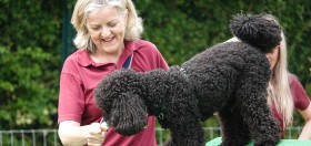 volunteer hearing dogs
