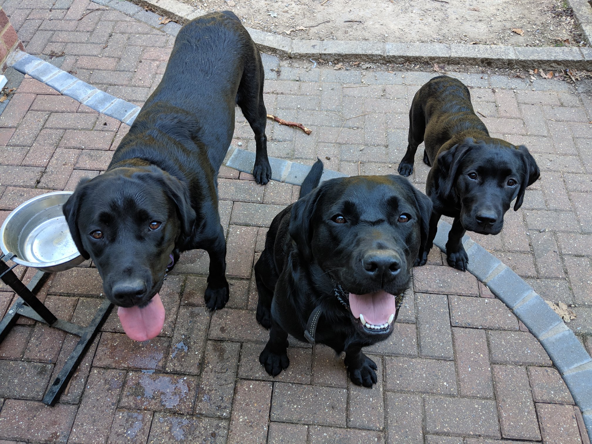 Flash, George & Vesper.jpg