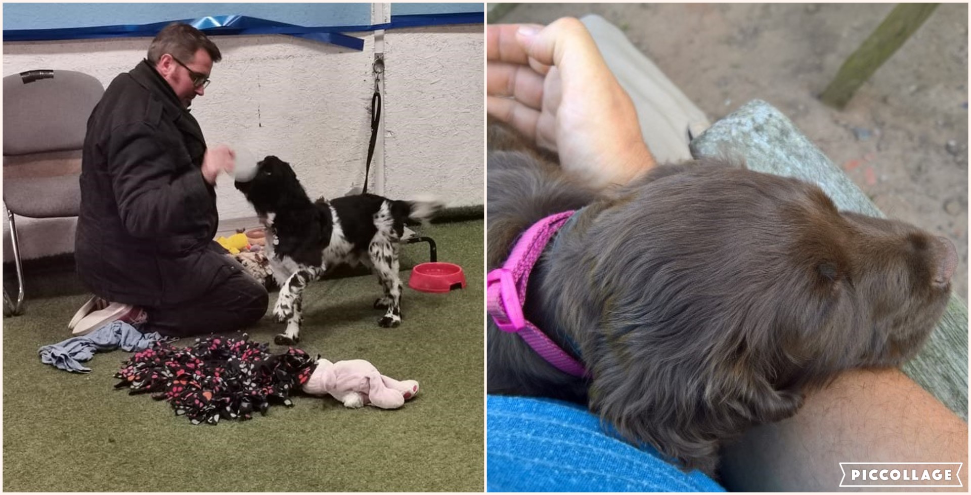 harro dogs collage.jpg