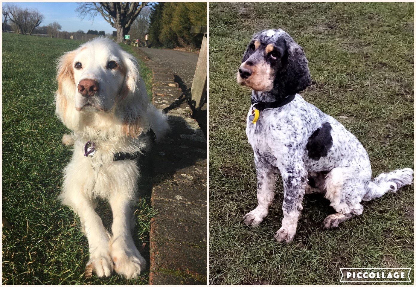toby & bolt.jpg