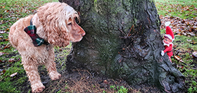 Hearing dog Albert looking for the naughty Elf who is hiding behind a tree