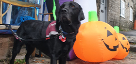 halloween dog safety