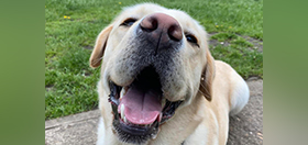 summer dog safety