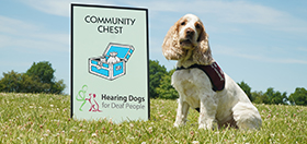 Cocker spaniel Tango next to a Community Chest card
