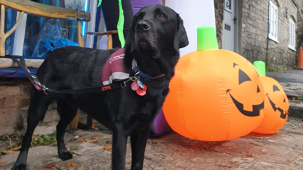 977x550 Hearing dog Elmo at Halloween.jpg