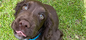 Cocker spaniel Scout