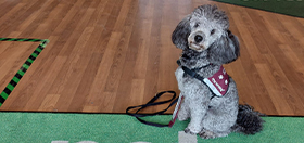 Miniature Poodle Merlin at Pets at Home