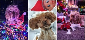 Hearing dog Albert and the naughty elf