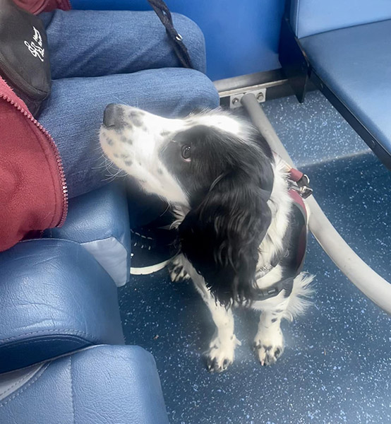 Cocker Spaniel Bracken has been on a bus journey.jpg