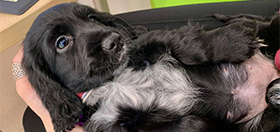 Cocker spaniel puppy Zula