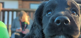 Black cocker spaniel puppy, Nyla, poking her head infront of the camera and taking up the whole frame.