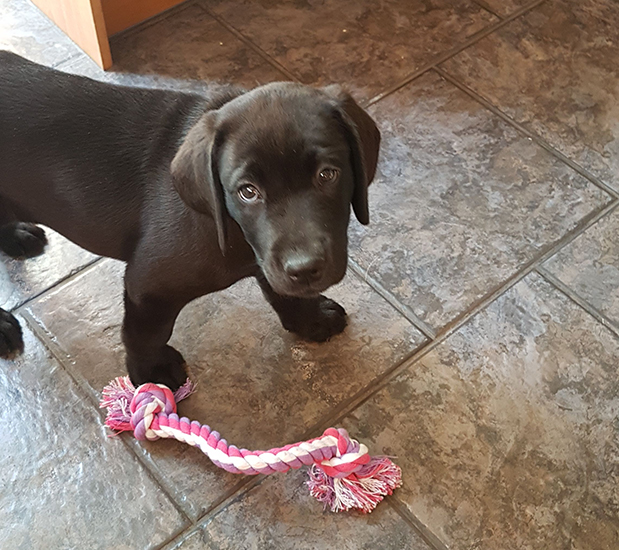 Enya aged eight weeks after moving in with her volunteer puppy trainer