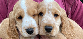 Two golden cocker spaniel puppies being held up and resting their heads against eachother.