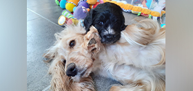Hearing dog puppies