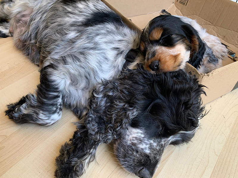 Cocker spaniel Alba is sleeping on the floor next to her puppy Cookie, who is sleeping in a cardboard box