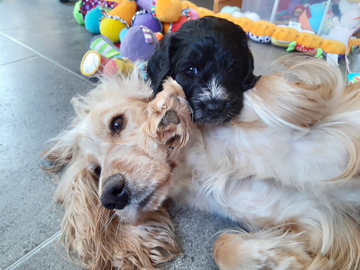Cockapoo Feather resting her head on mum Hebe, who is lying on the floor