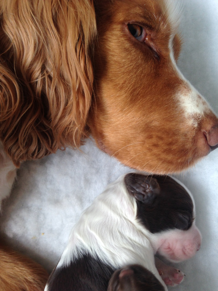 Cocker spaniel puppy Riley with mum Jasmine