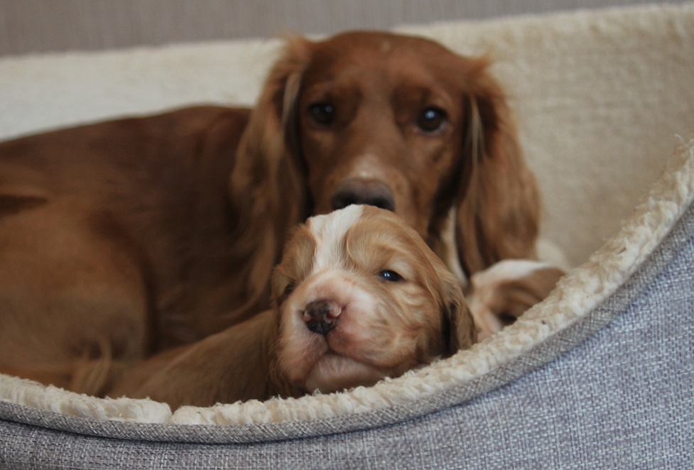 Cocker spaniel Roo in her bed behind puppy Wynstan and keeping a close eye on him