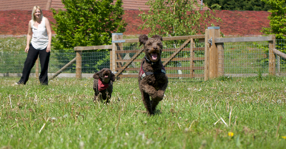 Miniature poodle Ziggy in front of his mum Teaka as they are running through a field