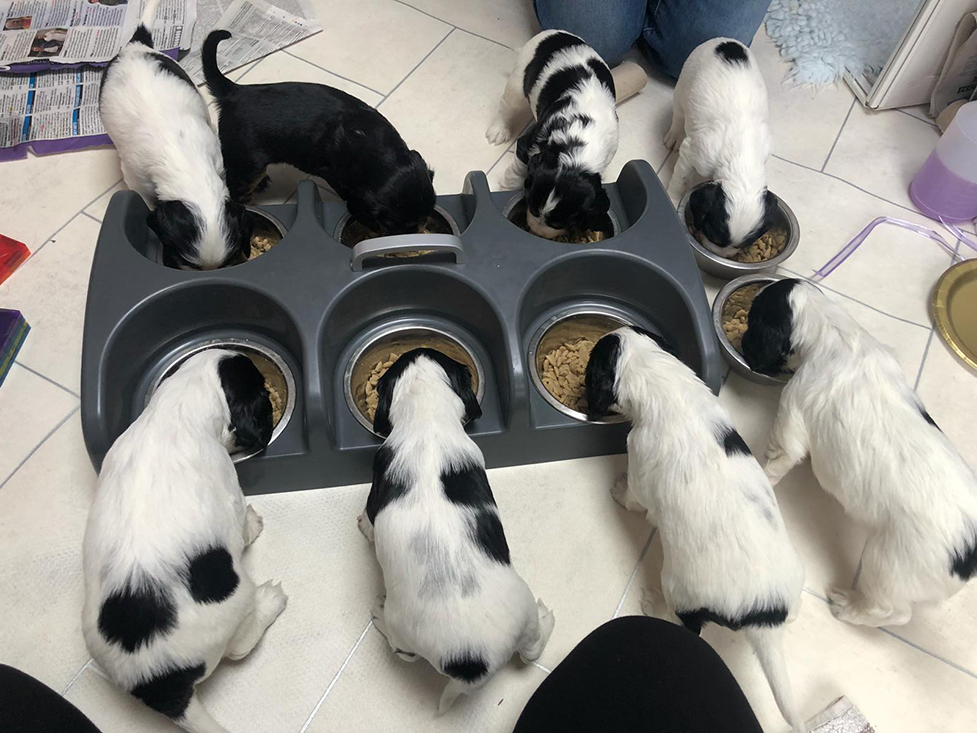 W litter eating