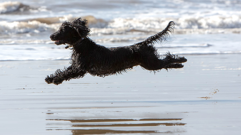 Hearing dog mum Charley having a great time at the beach
