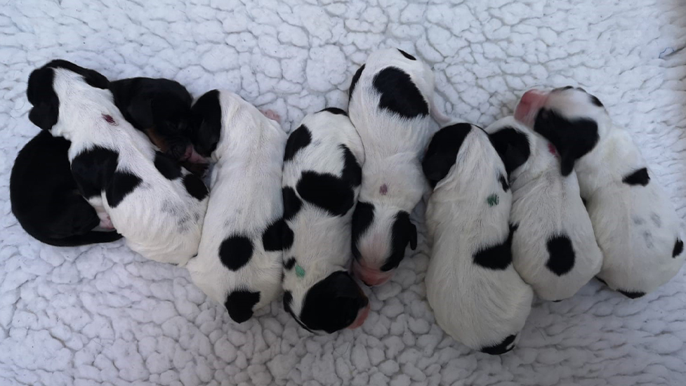 The W litter in birth order