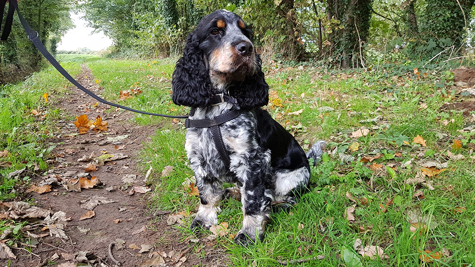 Hearing dog puppy Axel on a walk in the countryside