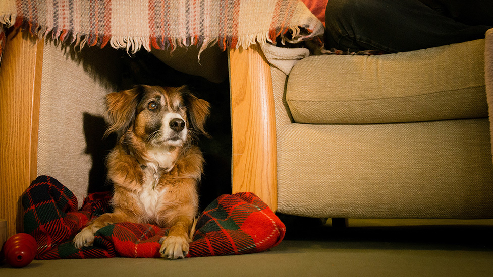 Make a 'safe' place for your dog