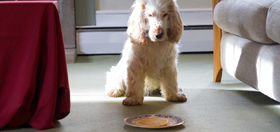 pancake recipe for dogs