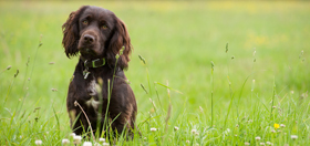 summer dog safety