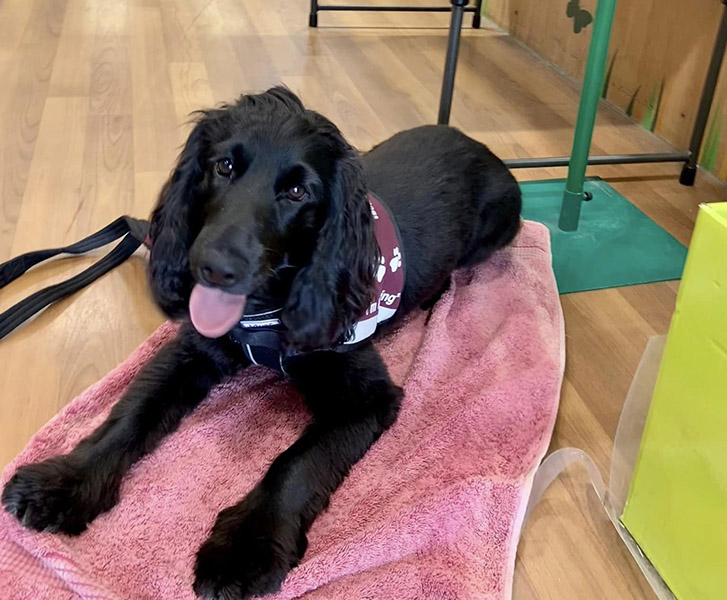 Cocker spaniel Aidan settling in a shop.jpg