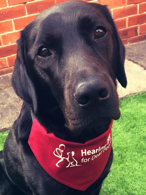 Black Labrador Otis wearing his Hearing Dogs bandana