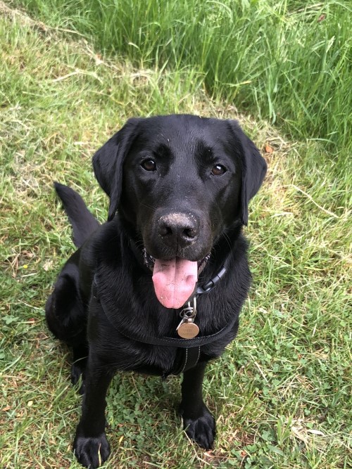 Hearing dog Otis with his tongue out